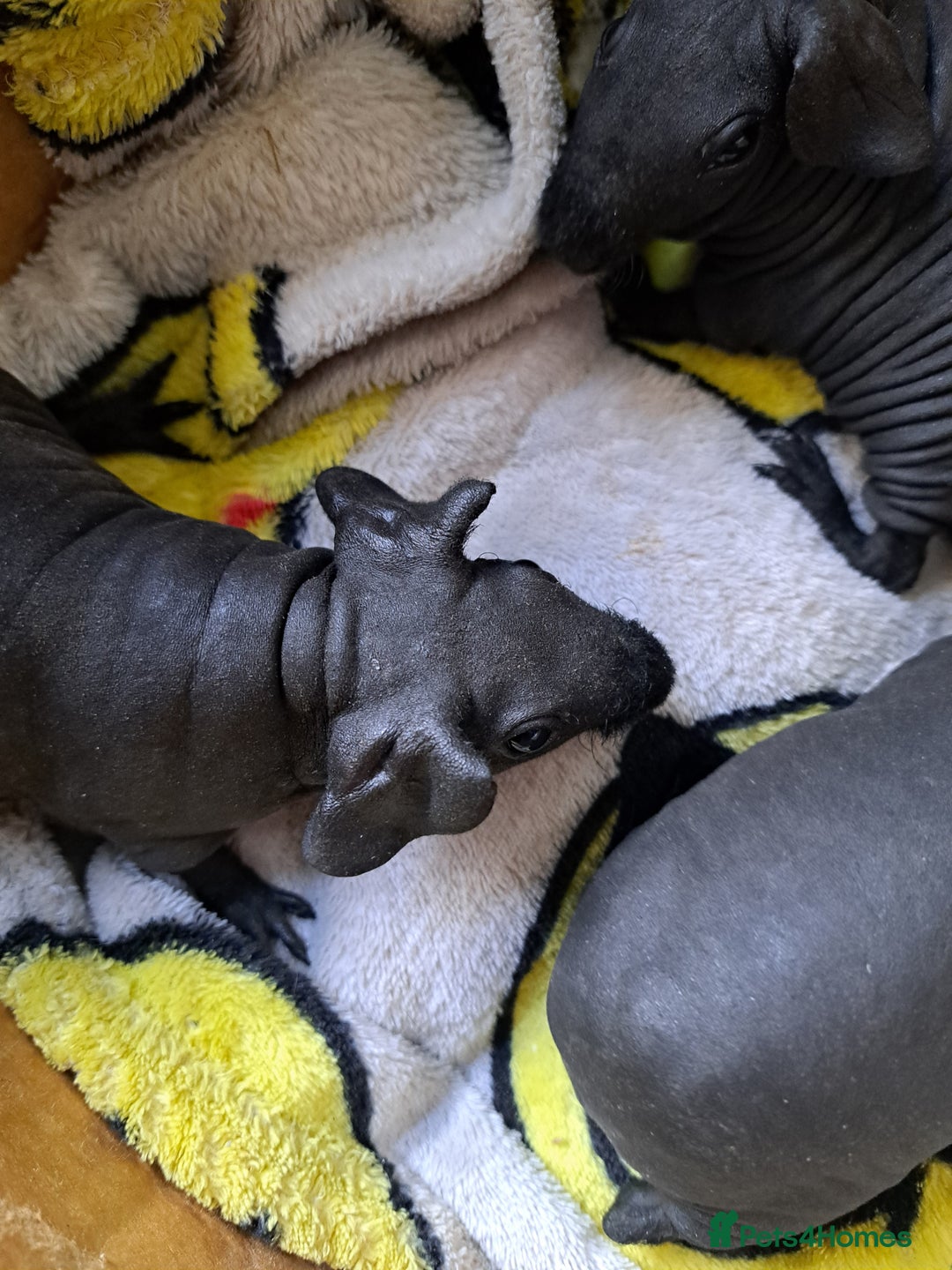 Guinea Pig rodents for sale: Baby Male Skinny Pigs For Sale  - Image 6