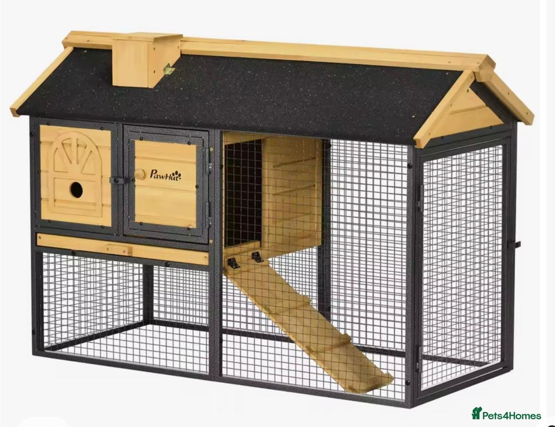 French Lop rabbits for sale: Bunny for sale 🐰  - Advert 6