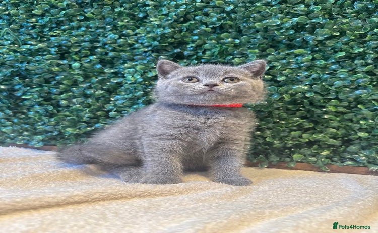 British Shorthair cats - Advert 4