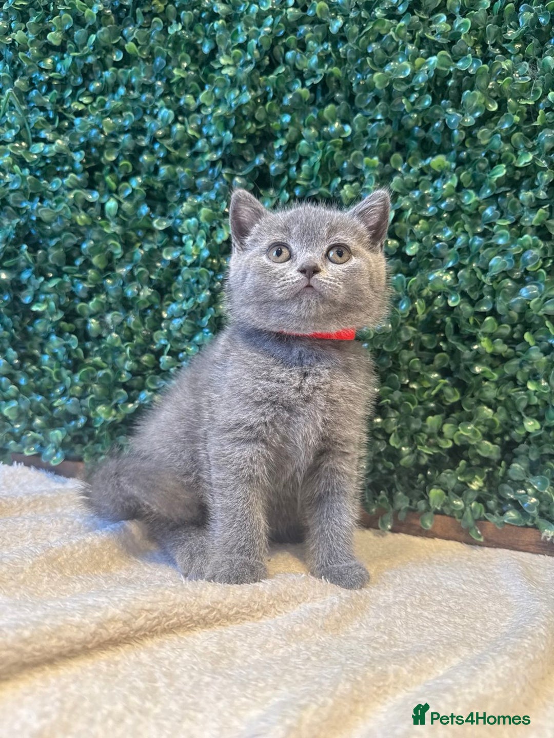 British Shorthair cats for sale: 💕British Shorthair Blue Kittens💕 - Image 1