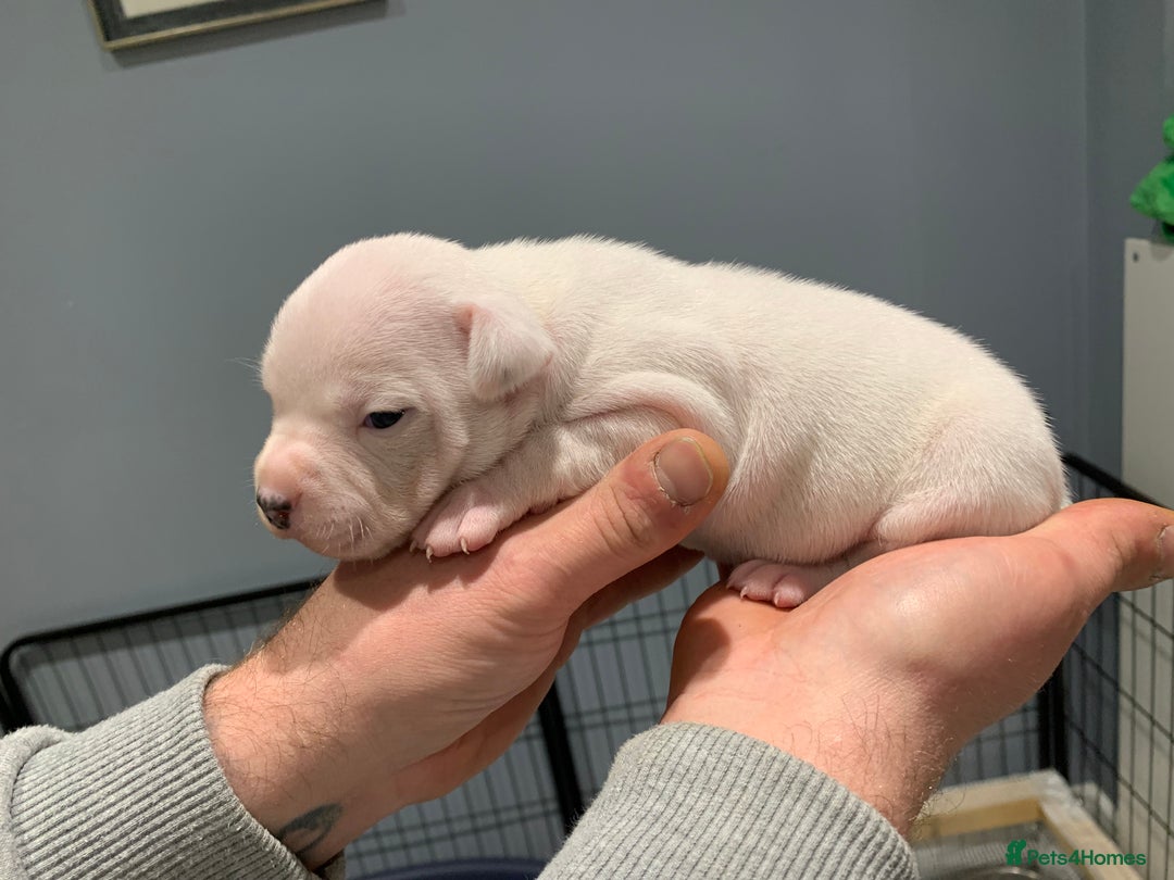 Staffordshire Bull Terrier dogs for sale: Staffordshire Bull terrier Puppies  - Image 16