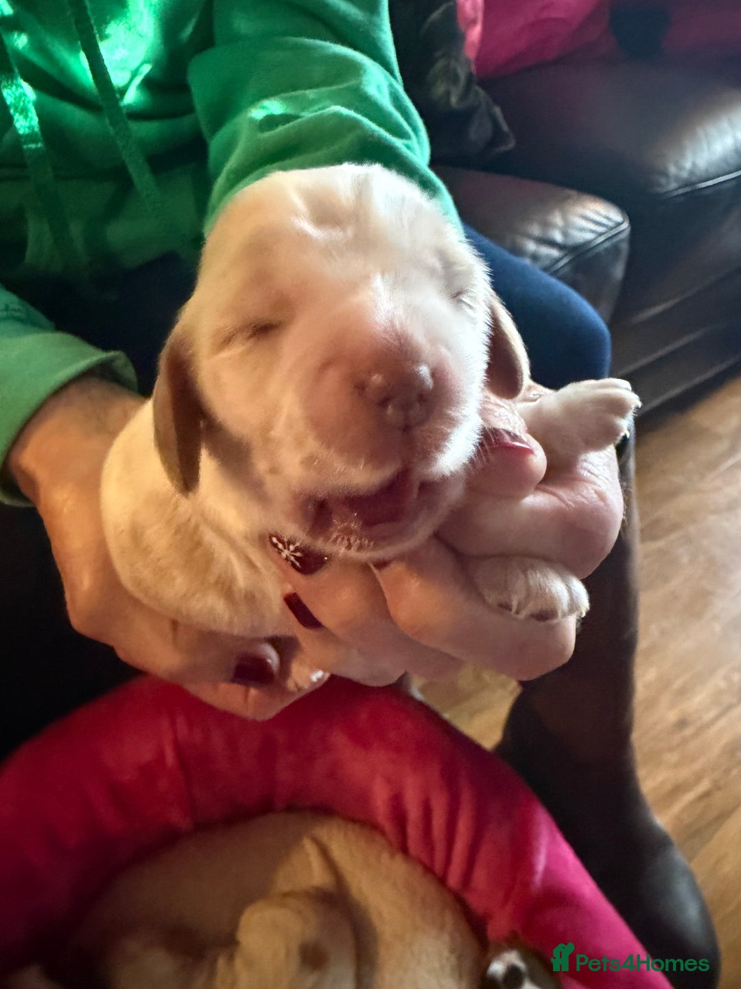 Cocker Spaniel dogs for sale: Show cocker spaniel pups - Advert 29