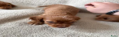 Cocker Spaniel 1