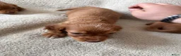Cocker Spaniel dogs for sale: Kc registered workingline cocker spaniels  - Advert 5