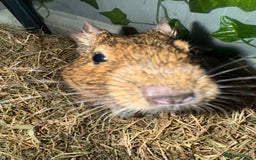 Degus rodents for sale: 2 Degus brothers for sale age 1.5 years - Image 6