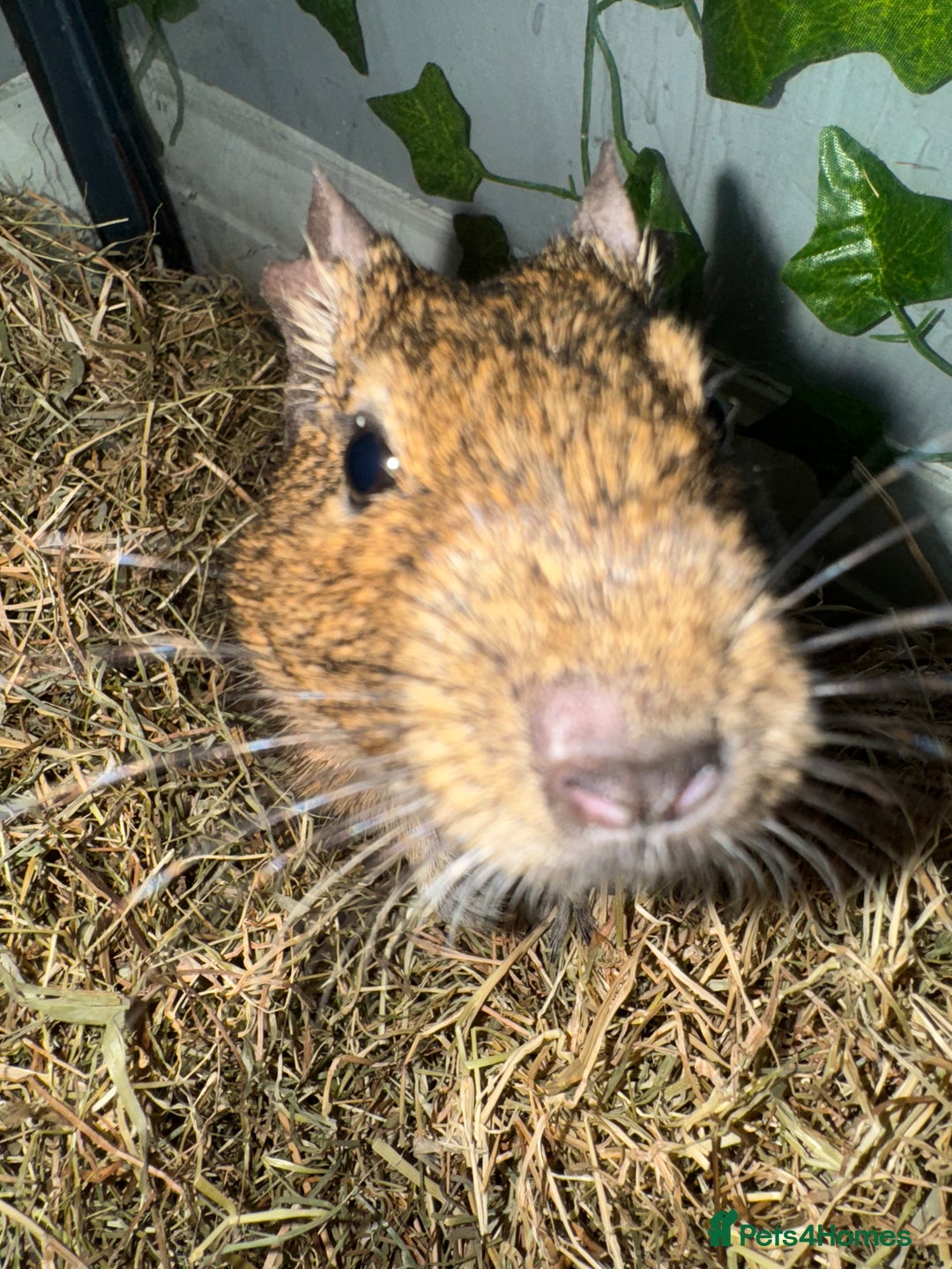 Degus rodents for sale: 2 Degus brothers for sale age 1.5 years - Image 6