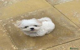 Maltese dogs for sale: Gorgeous Maltese Male Puppy, Ready now 🐾 - Image 2