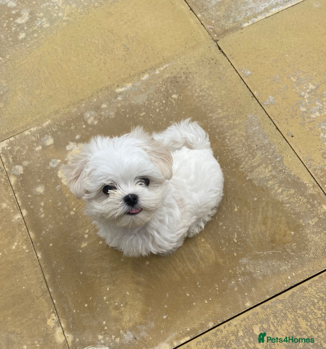 Maltese dogs for sale: Gorgeous Maltese Male Puppy, Ready now 🐾 - Image 2