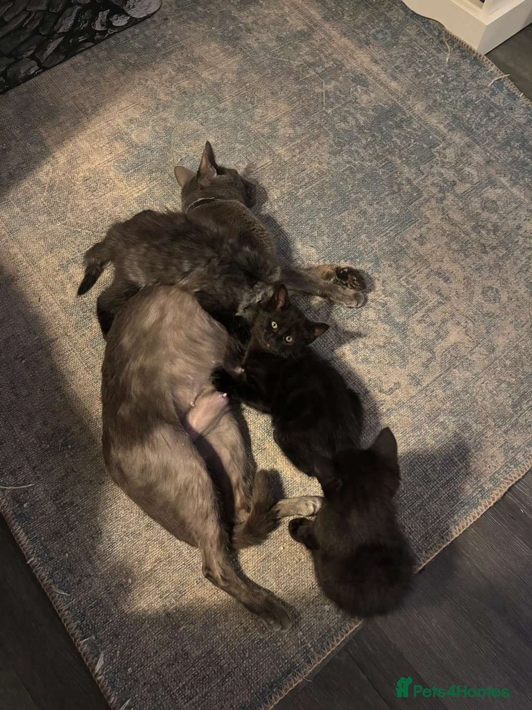 Mixed Breed cats for sale: 3 Gorgeous black kittens, 1 boy Left - Advert 3