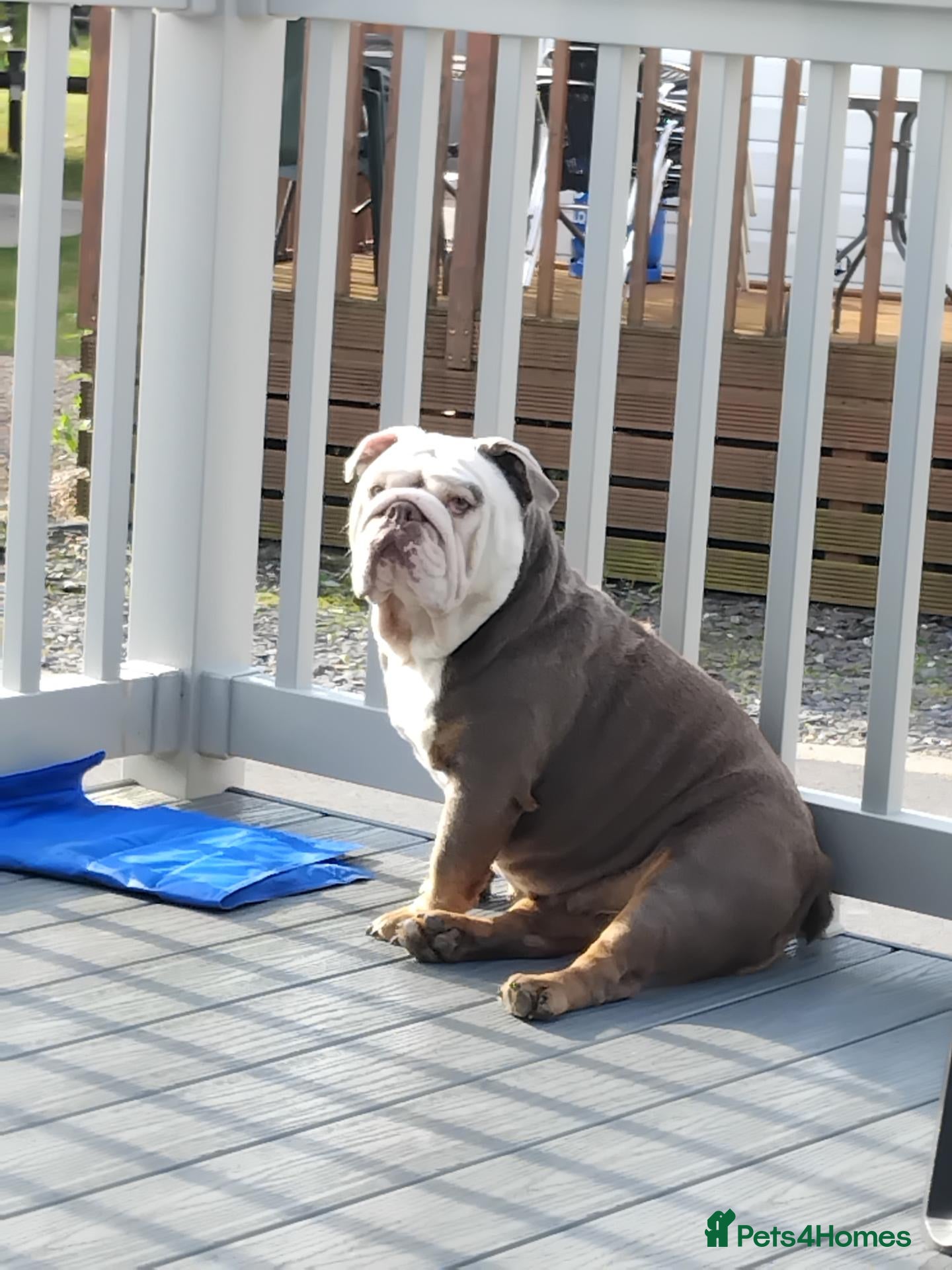 English Bulldog dogs 4 beautiful bulldog puppies for sale - Advert 2