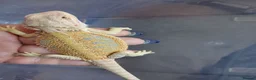 Bearded Dragon reptiles for sale: Baby bearded dragons  - Advert 6