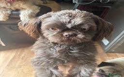 Shih Tzu dogs for sale: Imperial shih tzu puppies - Image 7