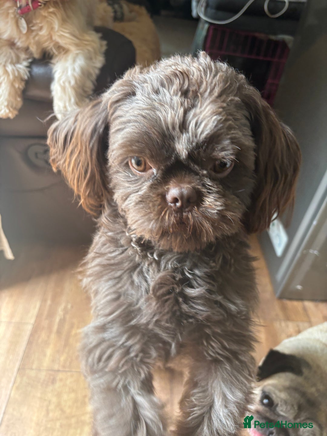Shih Tzu dogs for sale: Imperial shih tzu puppies - Image 7