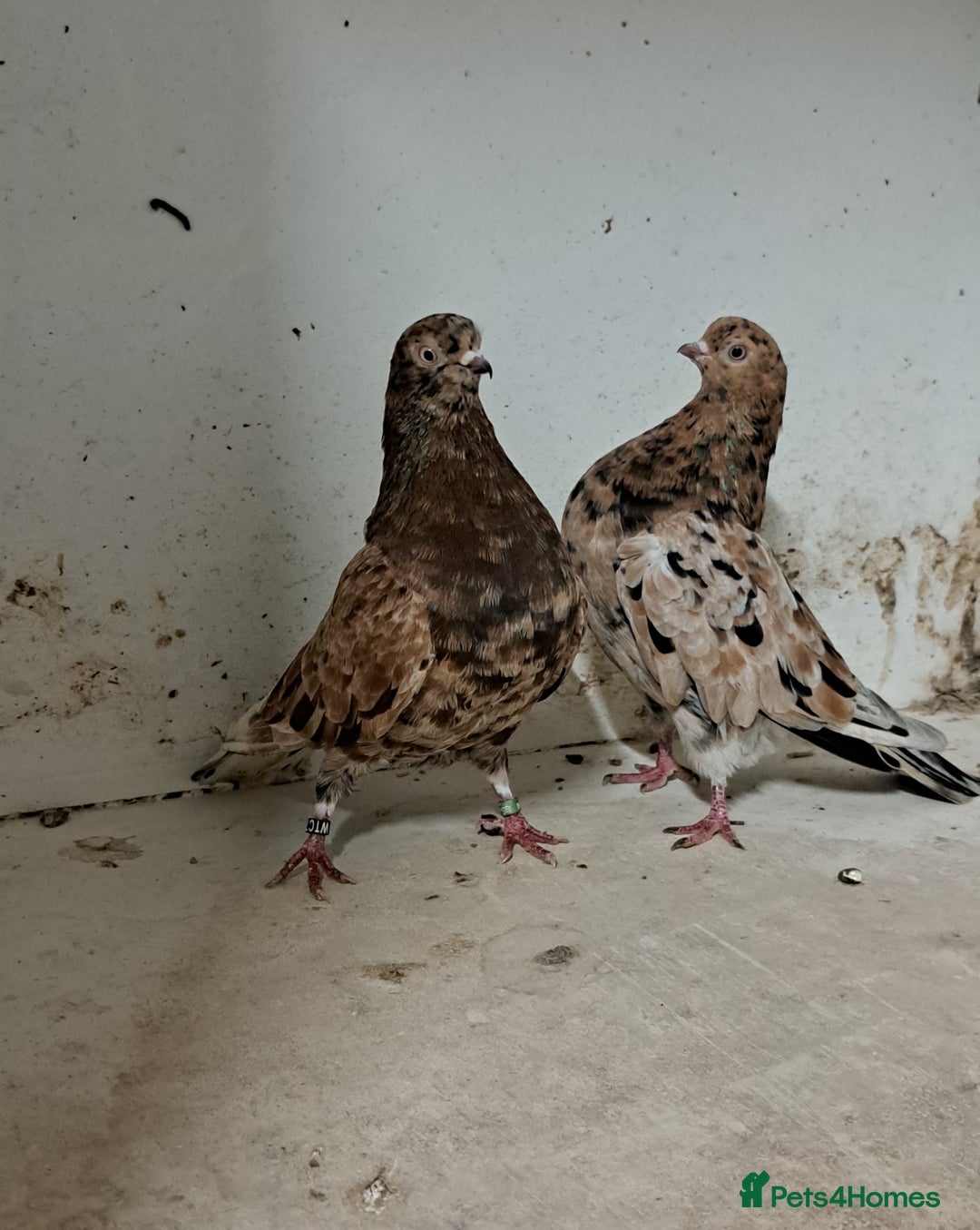 Pigeons birds for sale: Almond tumblers for sale  - Advert 1