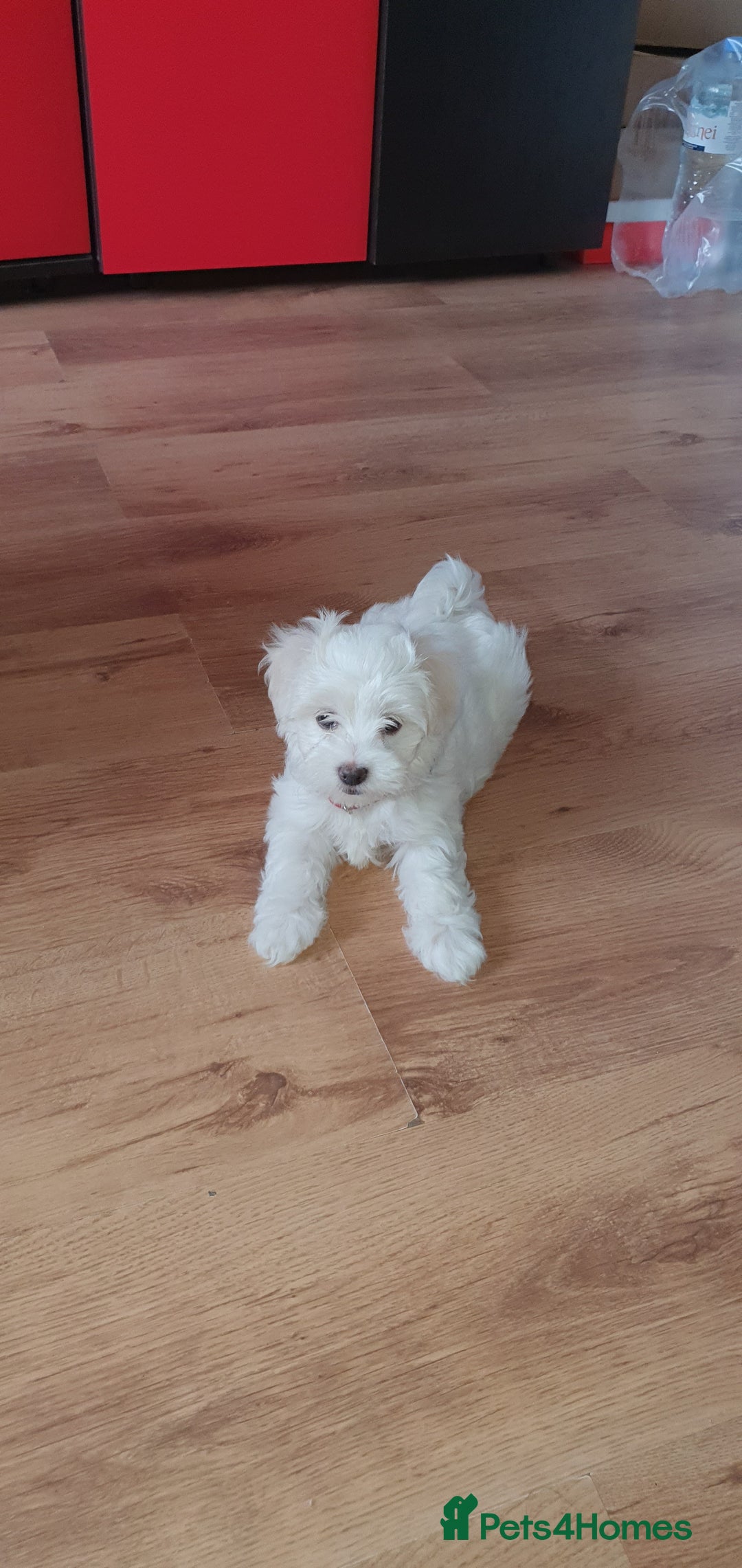 Maltese dogs for sale: Bichonul Maltese - Image 10