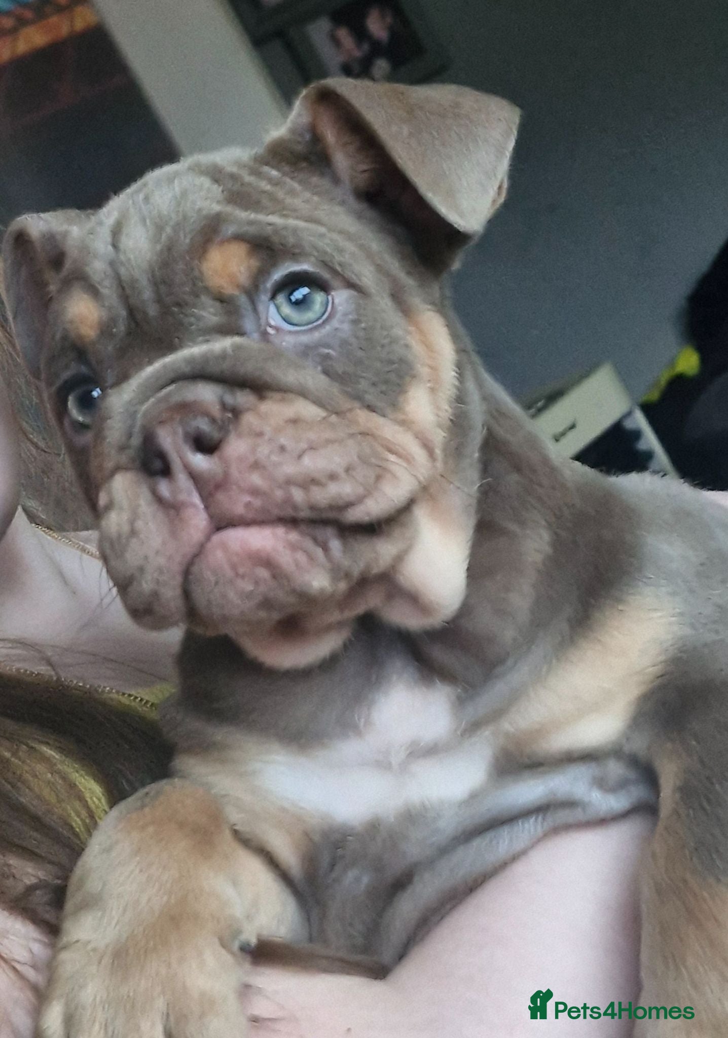 English Bulldog dogs READY TO LEAVE KC REG BLUE TRI ENGLISH BULLDOGS  - Advert 2