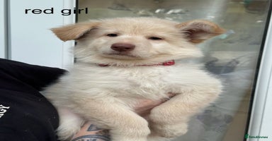 German Shepherd dogs - Advert 13