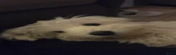 Maltese dogs for sale: Pure Maltese puppy - Advert 4