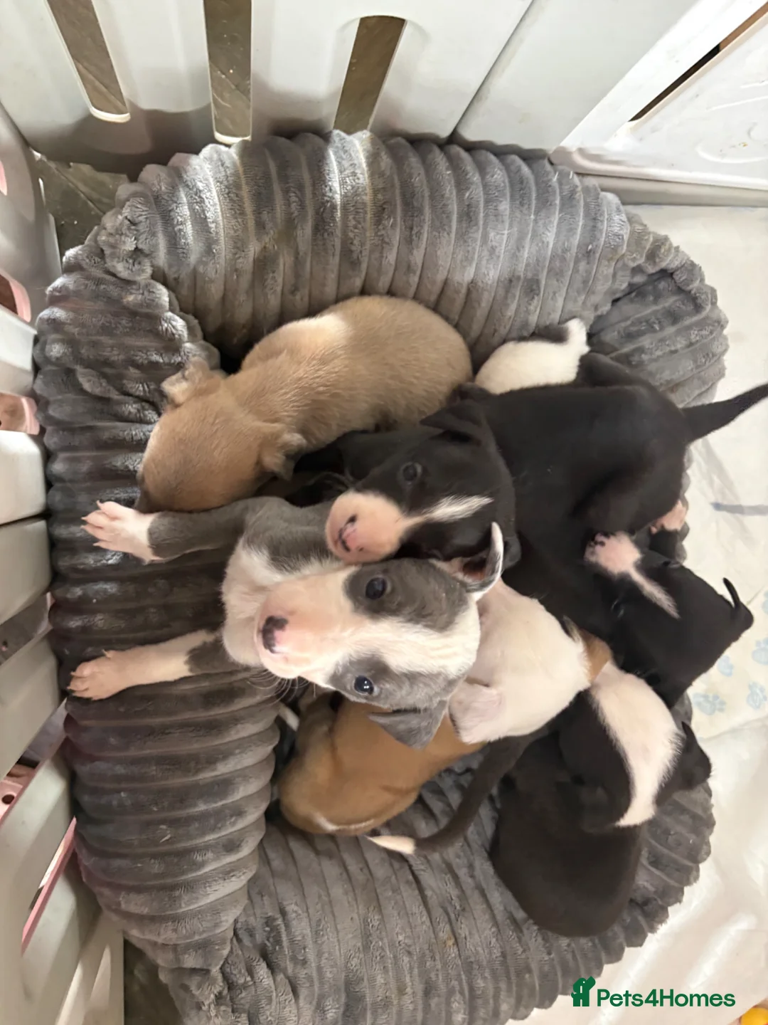 Whippet dogs for sale: Gorgeous whippet puppies  - Advert 2