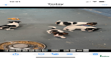 Jack Russell dogs - Advert 6
