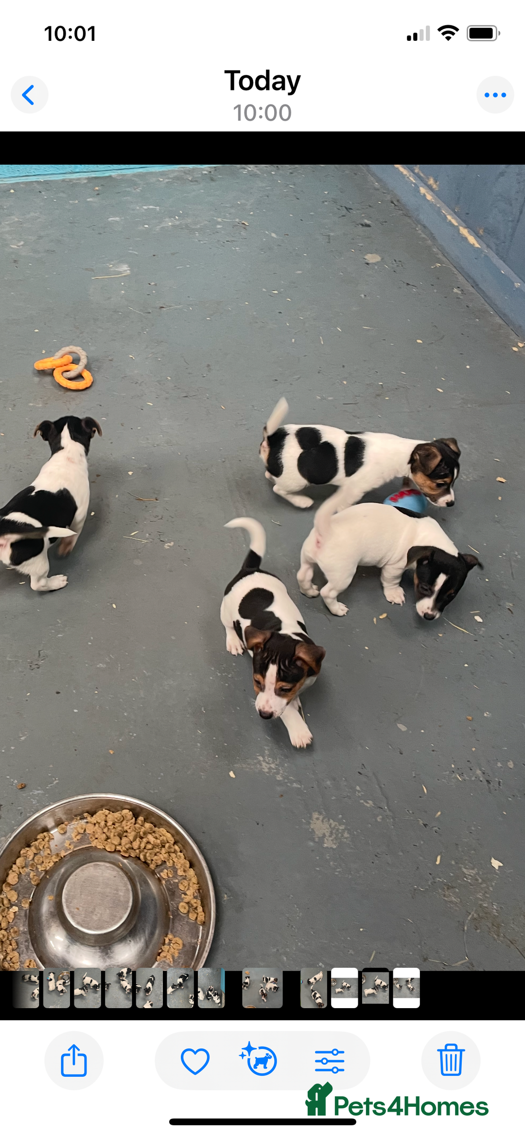 Jack Russell dogs for sale: Pure Jack Russell Puppies for sale  - Image 3