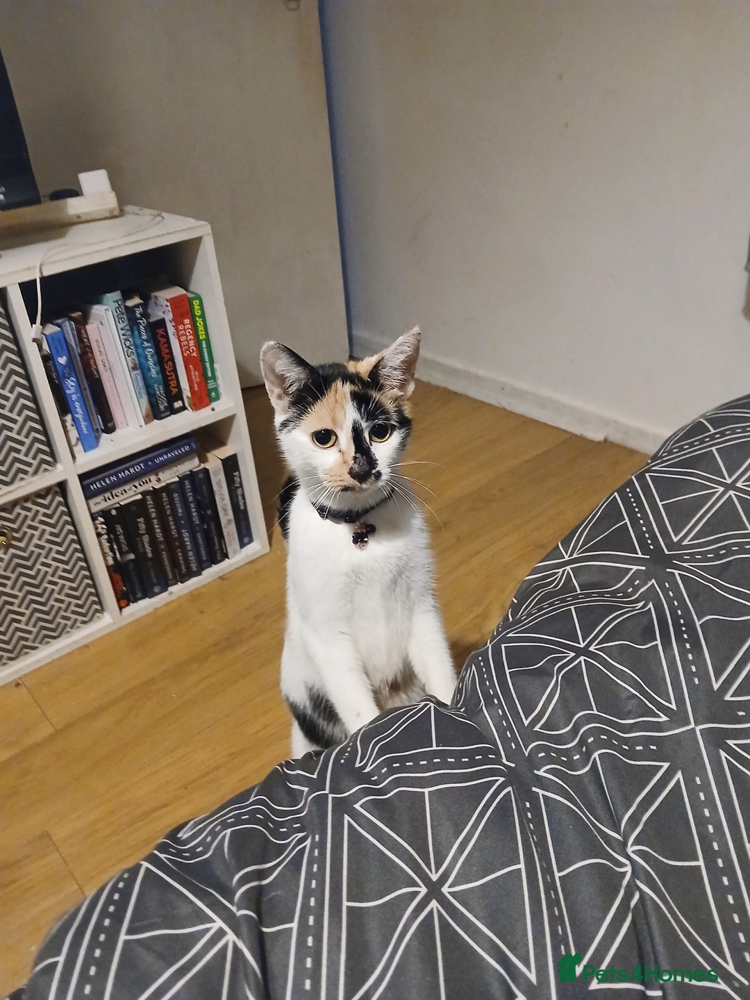 Mixed Breed cats for sale: Kittens for sale 1 male 1 female left  - Advert 3