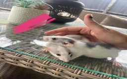 Rat rodents for sale: Baby dumbo rats 🐀  - Image 2