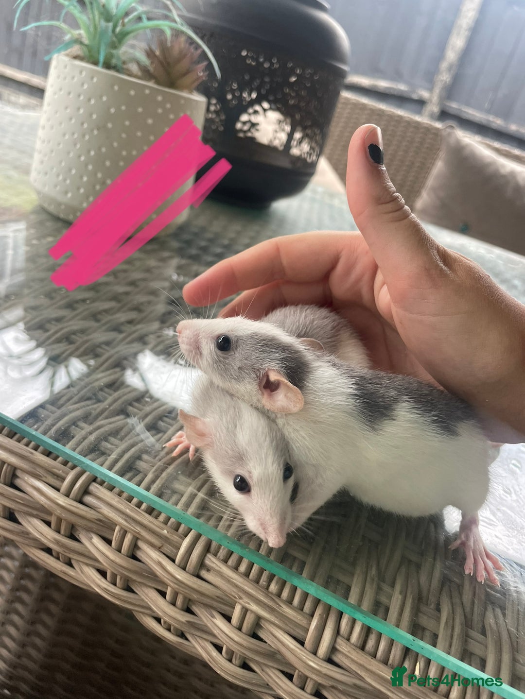 Rat rodents for sale: Baby dumbo rats 🐀  - Image 2