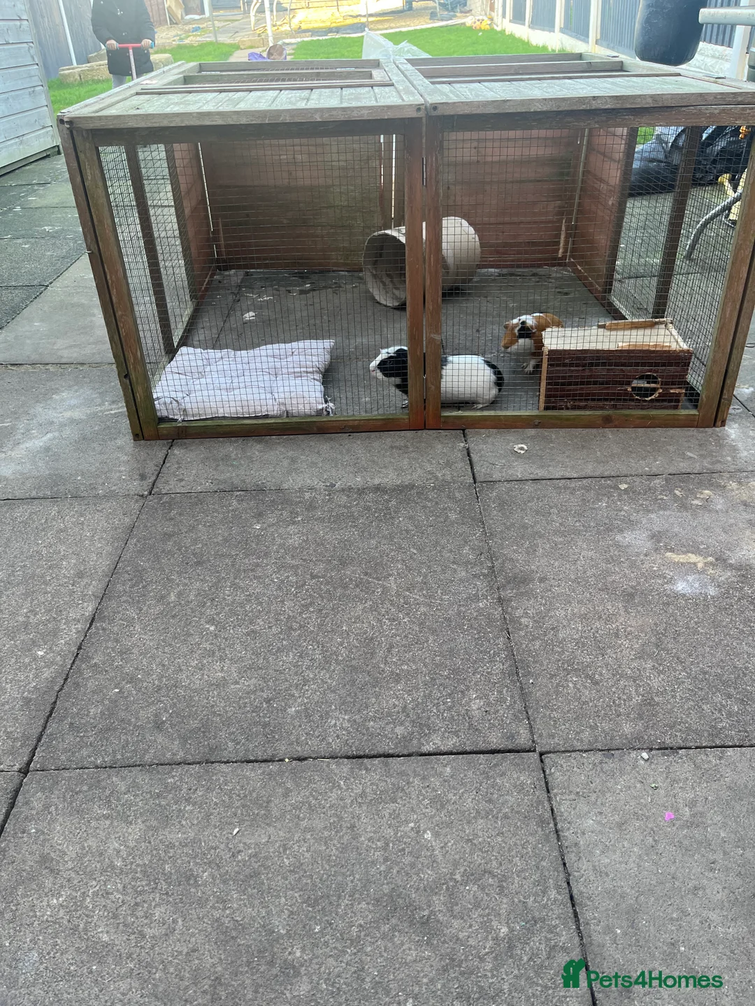 Guinea Pig rodents for sale: 2 male guinea pigs  - Advert 7