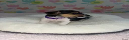 Jack Russell dogs for sale: Stunning short legged Jack Russell puppies - Advert 7
