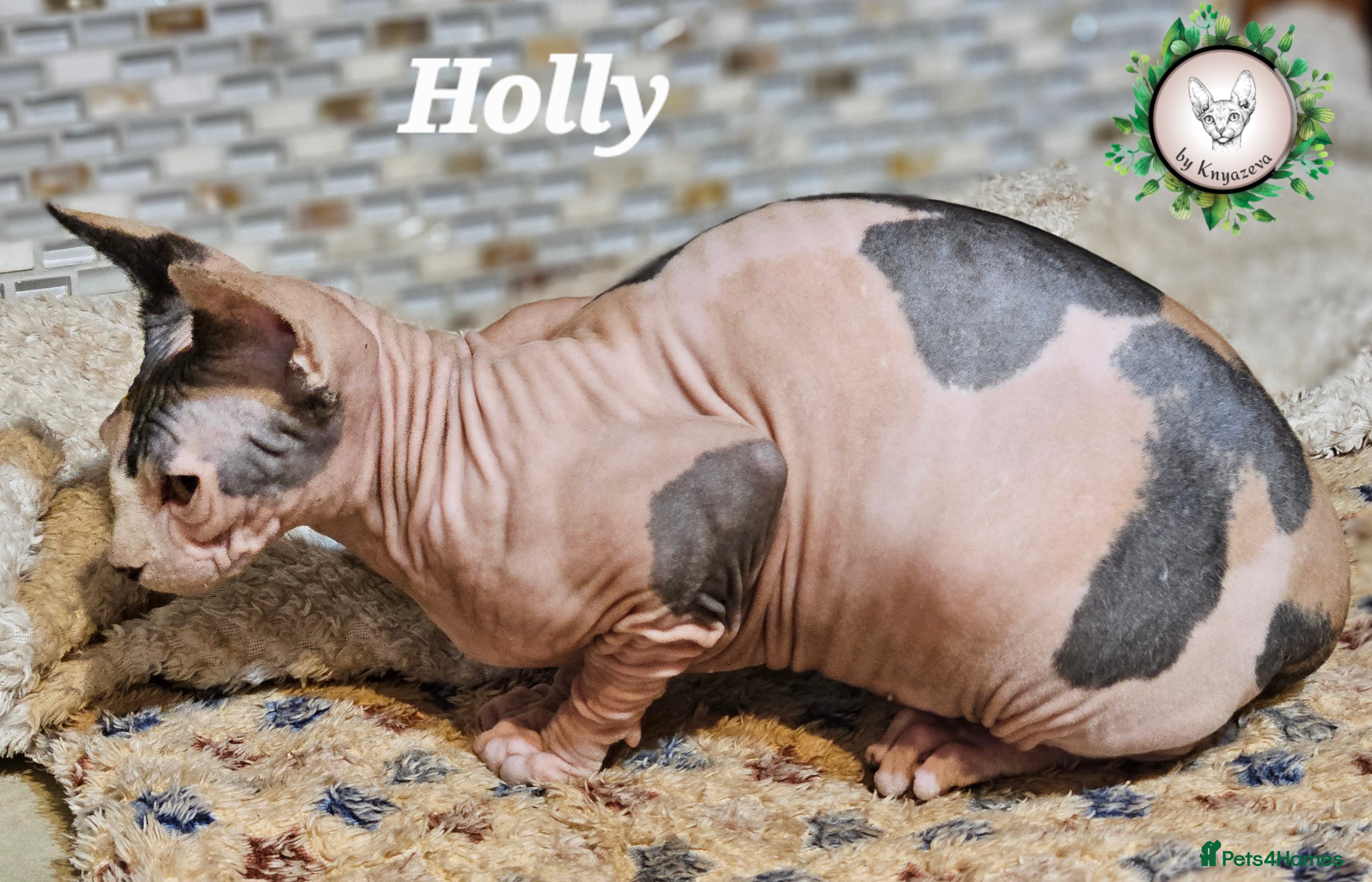 Sphynx cats Beautiful Canadian Sphynx Champion father line ❤️  - Advert 4