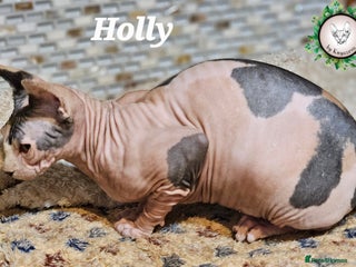 Sphynx cats Beautiful Canadian Sphynx Champion father line ❤️ - Advert 3