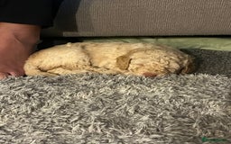 Cockapoo dogs for sale: Stunning health tested F1b cockerpoo puppies - Advert 14