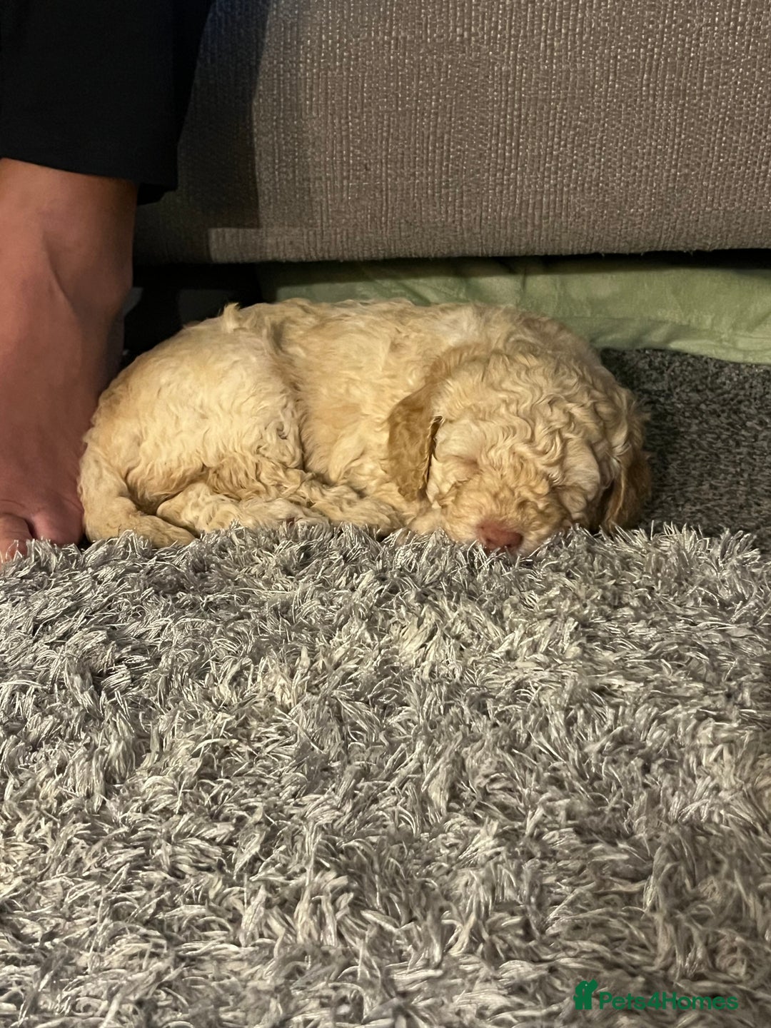 Cockapoo dogs for sale: Stunning health tested F1b cockerpoo puppies - Advert 14