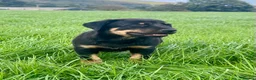 Mixed Breed dogs for sale: Gorgeous huntaway x collie pups in Abergele - Advert 3