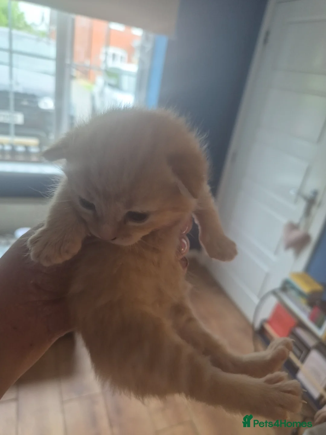 Mixed Breed cats for sale: 3 beautiful kittens, I have both parents  - Advert 2