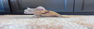French Bulldog 6