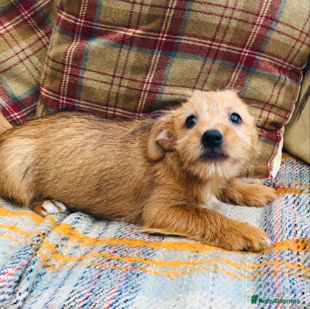 Norfolk Terrier dogs for sale: Stubleywood 3/4 Norfolk puppies - Image 11