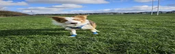 Border Collie dogs for stud: Stunning Blue Eyed Red Merle BorderCollie for Stud - Advert 19