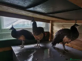 Mixed Breed birds 3 Peafowl for sale– Urgent – Harrogate - Advert 12