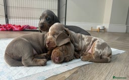 Miniature Dachshund dogs for sale: Stunning kc Miniature dachshund puppies🩷  - Image 1