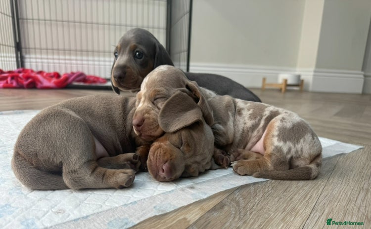 Miniature Dachshund dogs - Advert 4