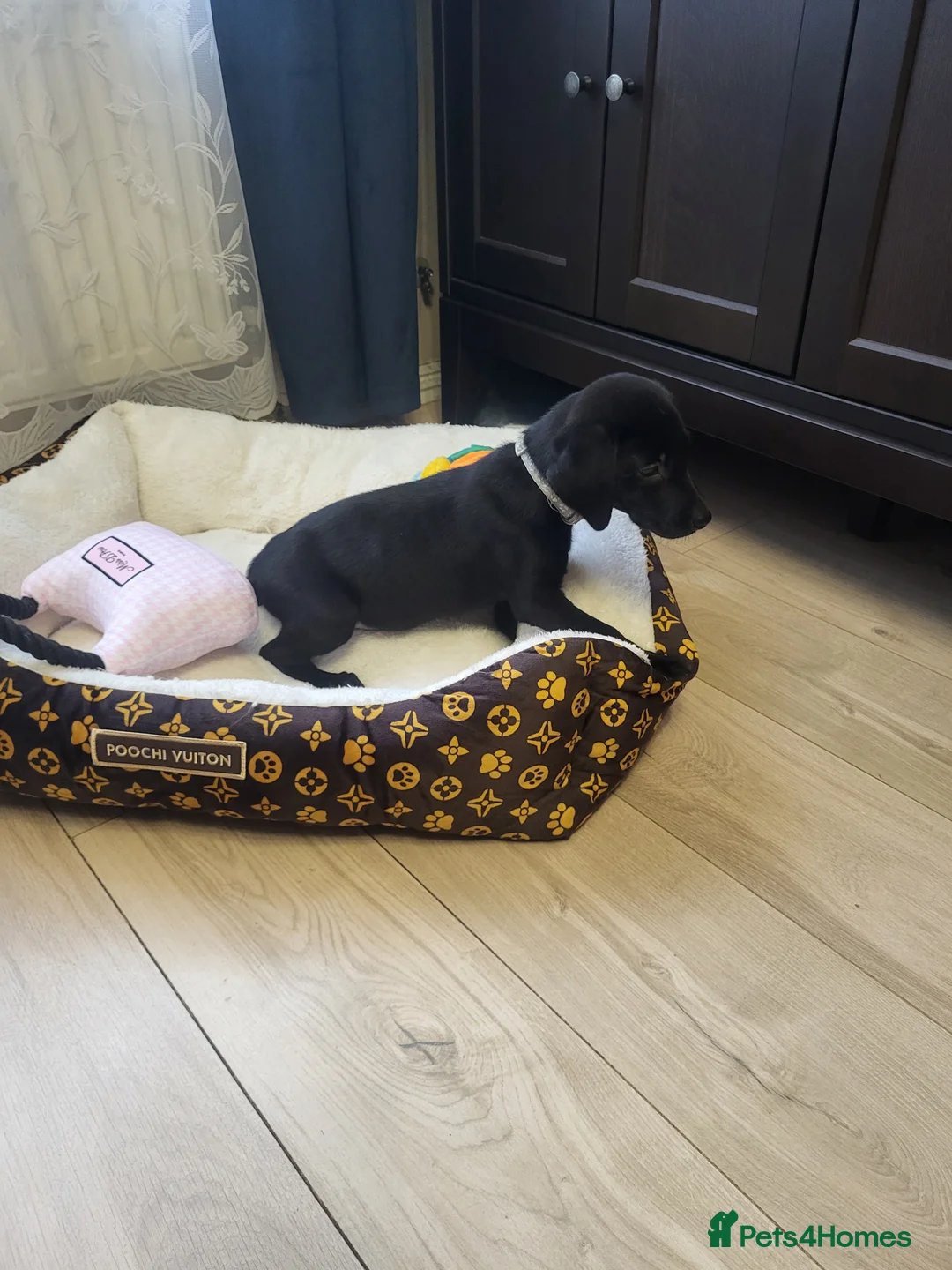 Labrador Retriever dogs for sale: KC registered Labrador Retriever puppies - Advert 16