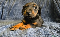 Dobermann dogs for sale: 7 handsome doberman pups - Image 1