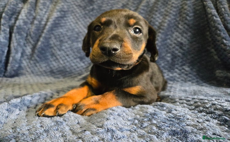 Dobermann dogs - Advert 1