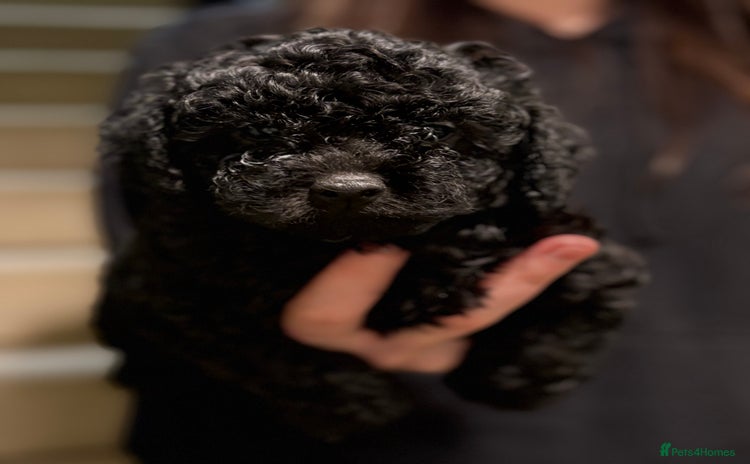 Shihpoo dogs - Advert 1