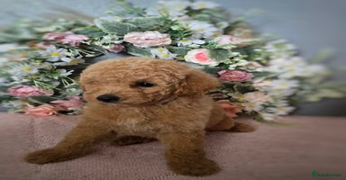 Maltipoo dogs - Advert 16