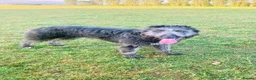 Mixed Breed dogs for sale: Lurcher puppies - Advert 13