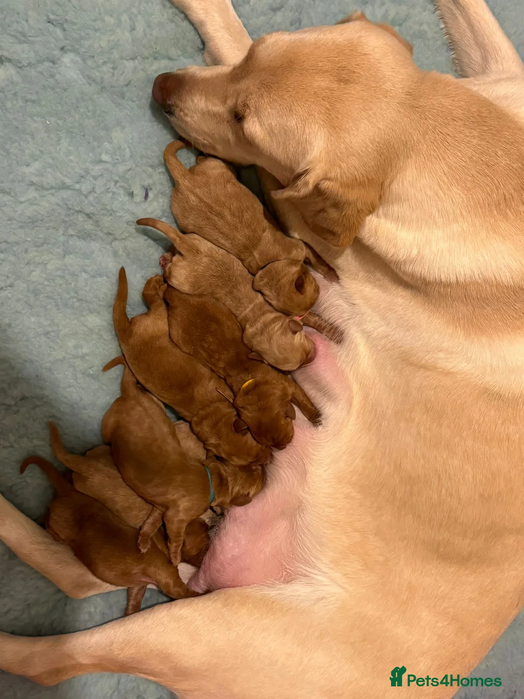 Labrador Retriever dogs for stud: AGLABS ICON - HEALTH TESTED DARKEST FOX RED in Grantham - Advert 27