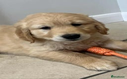 Golden Retriever dogs for sale: Beautiful Chunky KC Golden Retriever Puppies - Image 14